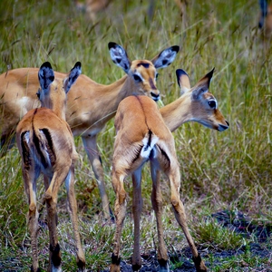 Jeunes antilopes aux aguets - Rwanda  - collection de photos clin d'oeil, catégorie animaux